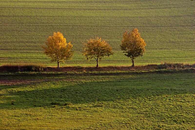 IMG_24305_RAW.jpg - Bäume am Weg