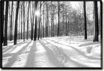 winterlicher Buchenwald am Großen Winterberg